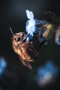 A photo of a bee on a blue flower taken with the Fujifilm X-T3